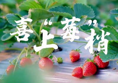 中國(guó)電信的信息技術(shù)正成為草莓種植戶拓展銷售、傳播口碑的新農(nóng)具_(dá)400.jpg